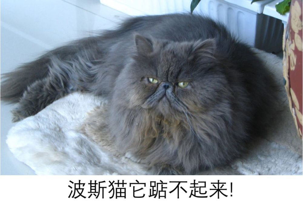 现在的歌词,为了押韵真是什么都敢写