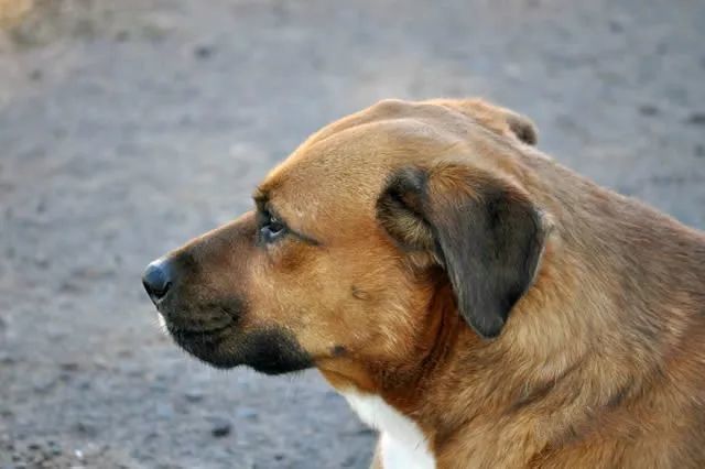 貌似纯种中华田园犬额头都有这根线