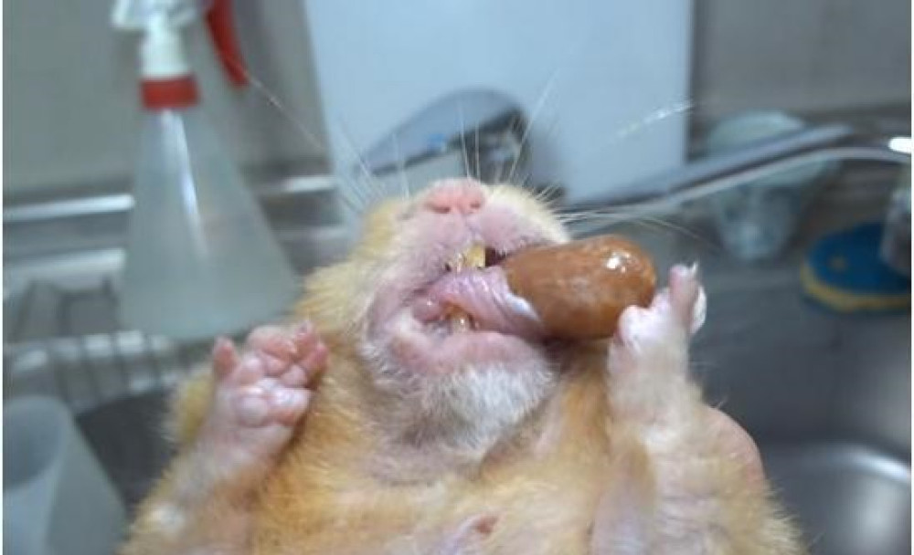 医生帮小仓鼠剪牙,仓鼠以为是来抢它的食物,随后一幕笑翻人