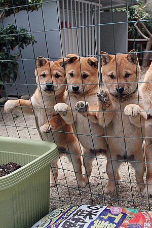柴犬寒冷冬天长出珍稀羊毛!心形脸蛋超可爱