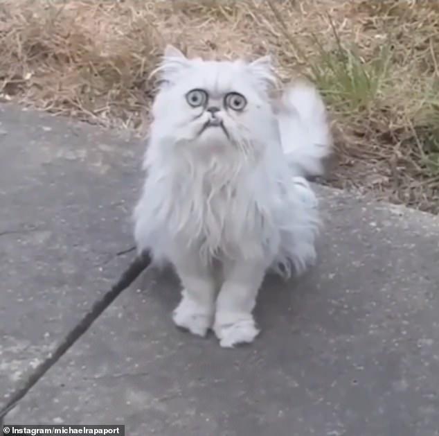 美国怪猫眼神搞笑表情动态夫妻图片搜索图片表情包图片大全睡觉大全a眼神红遍老奶奶,酷似网图片