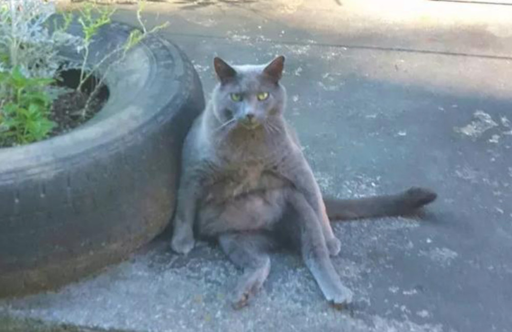 跟朋友吐槽最近看到的灰色猫咪很凶,朋友一看