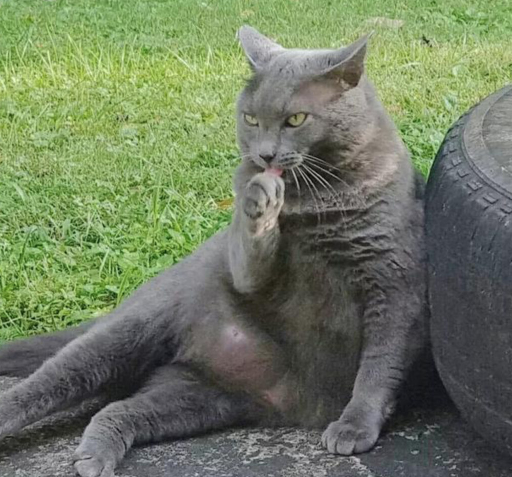 跟朋友吐槽最近看到的灰色猫咪很凶,朋友一看