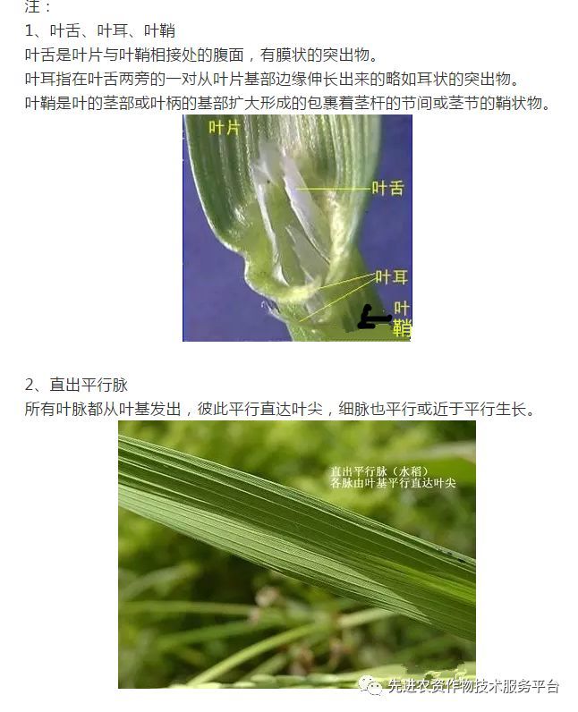 植保小麦田禾本科杂草详细识别