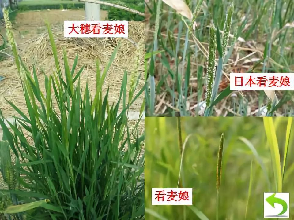 看麦娘和日本看麦娘幼苗期非常相近,主茎和分枝簇生,向四周匍匐生长