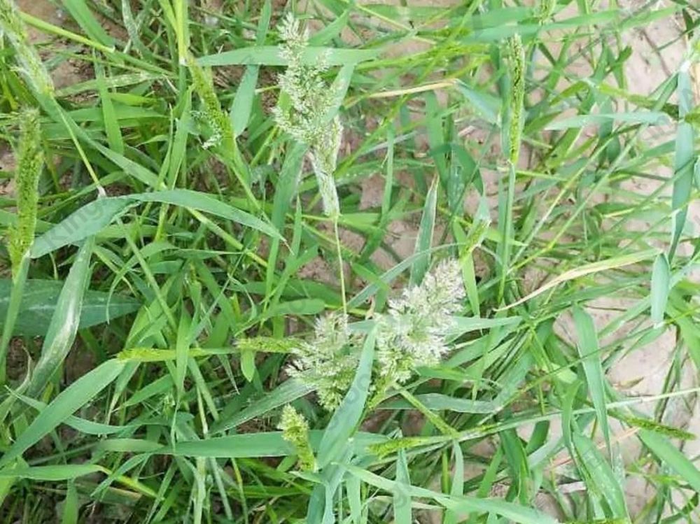 植保《小麦田禾本科杂草详细识别》