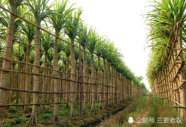 世界最长的水果,高达4米产量稀缺,广西才有北