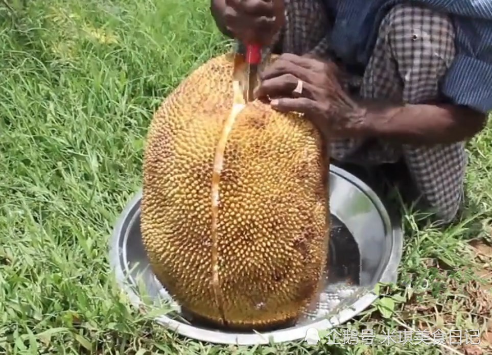 老外摘了一个20斤重的菠萝蜜,以为直接吃,看到
