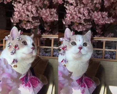 小奶猫拍樱花写真走红,看到它的美人痣,吧友:一