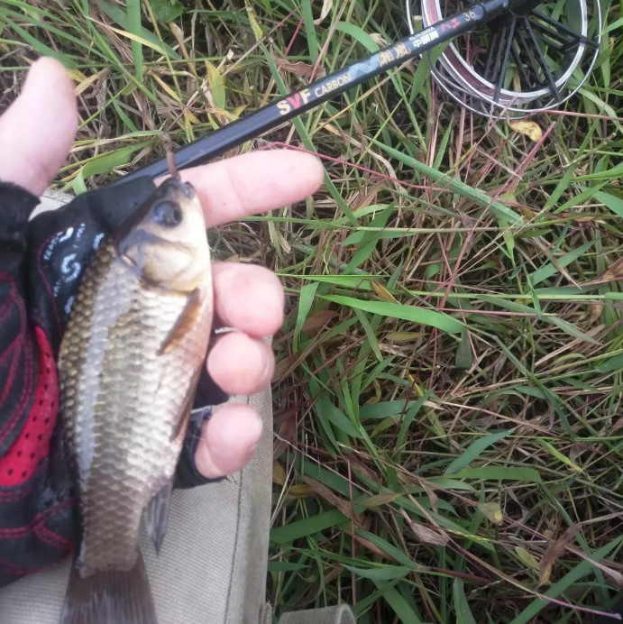 野塘这种鱼成群的在水里游,农村人不屑一顾,超