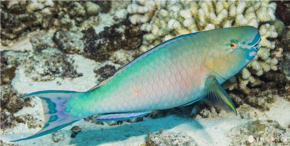 two colour parrotfish6.喷火鱼