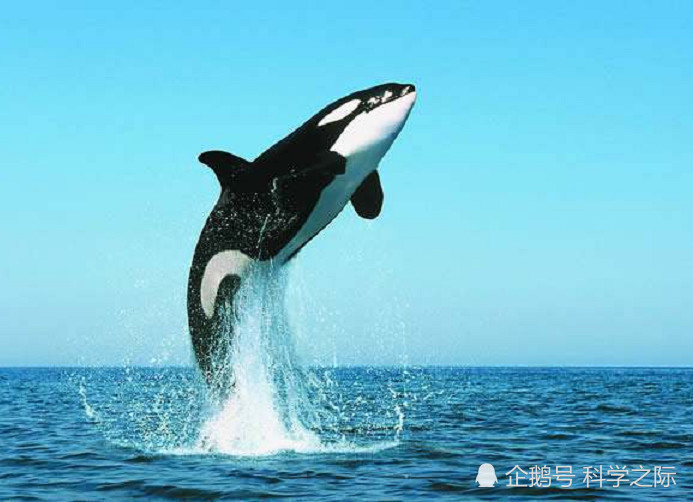 现代的海洋霸主是谁?这种生物长相呆萌,鲨鱼都