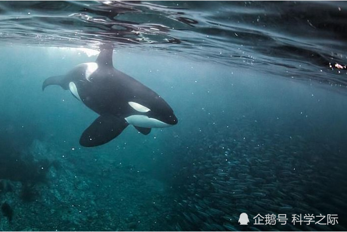 现代的海洋霸主是谁?这种生物长相呆萌,鲨鱼都