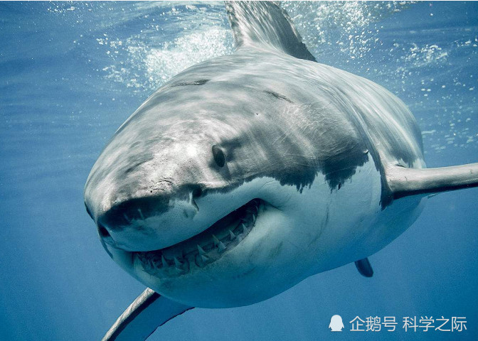 现代的海洋霸主是谁?这种生物长相呆萌,鲨鱼都