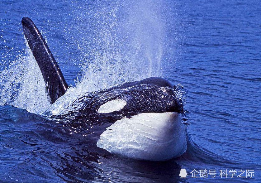 现代的海洋霸主是谁?这种生物长相呆萌,鲨鱼都