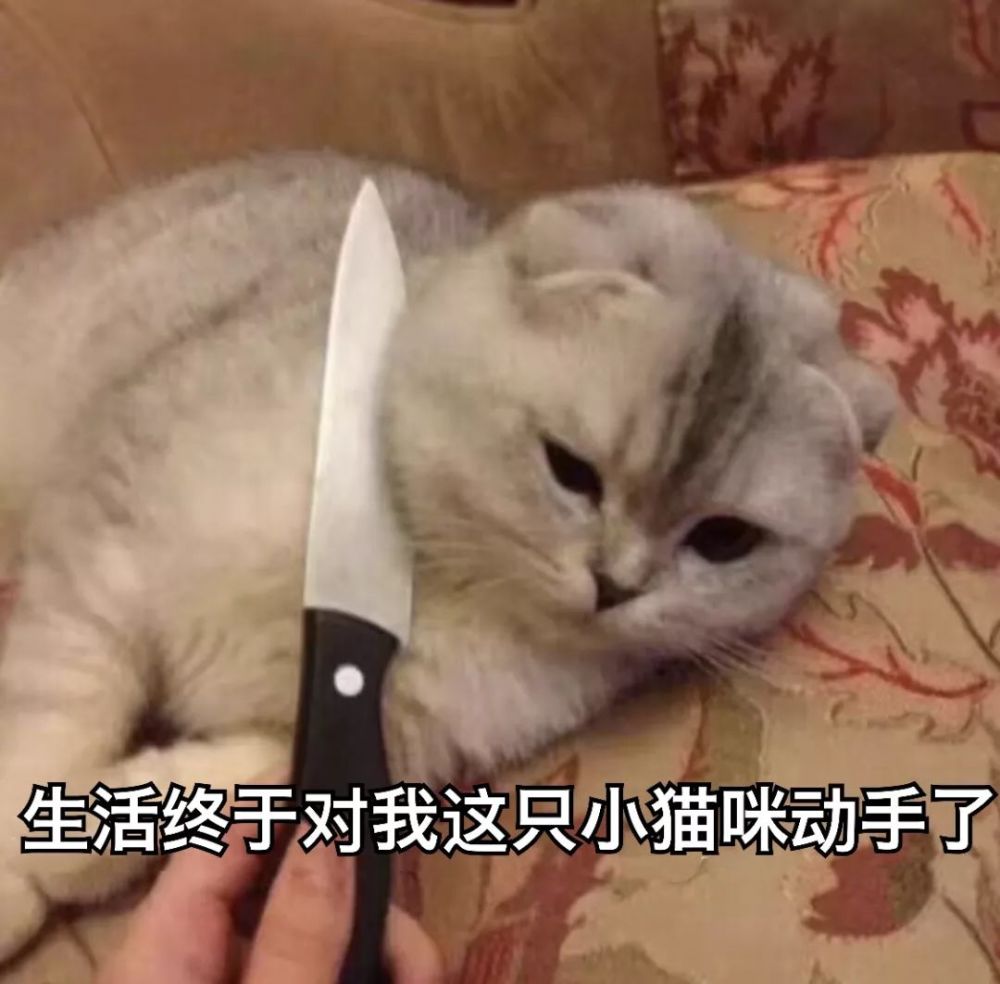 表情包:以后做两只陌生的猫吧