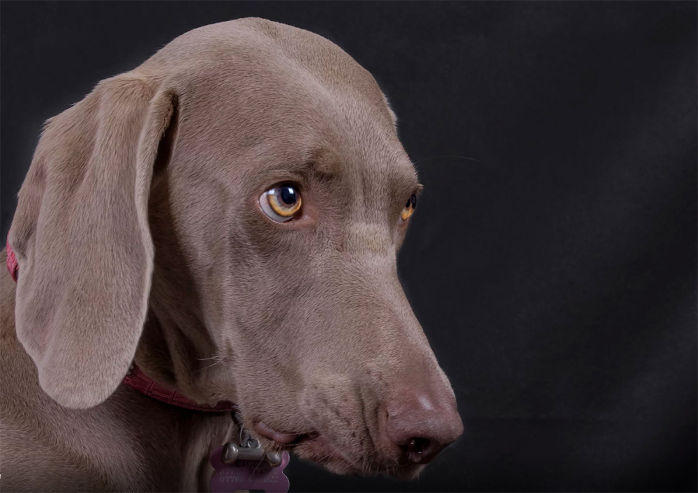 威玛猎犬:颜值高身材棒性格好,可惜是全国禁养犬