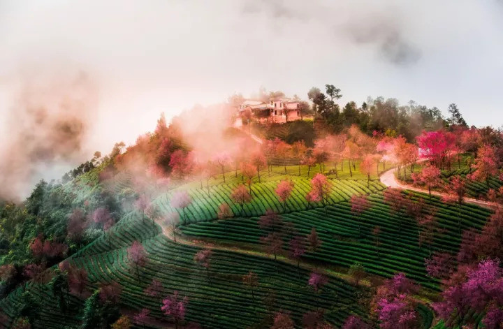 云南无量山樱花谷春天到达最早的地方