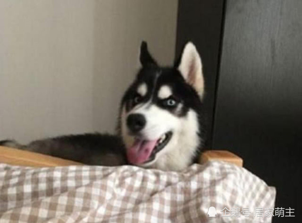 主人贪睡不起床,被二哈一口咬住脚丫,随后一幕