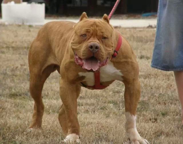 恶犬排名_世界十大恶犬排名图片(3)
