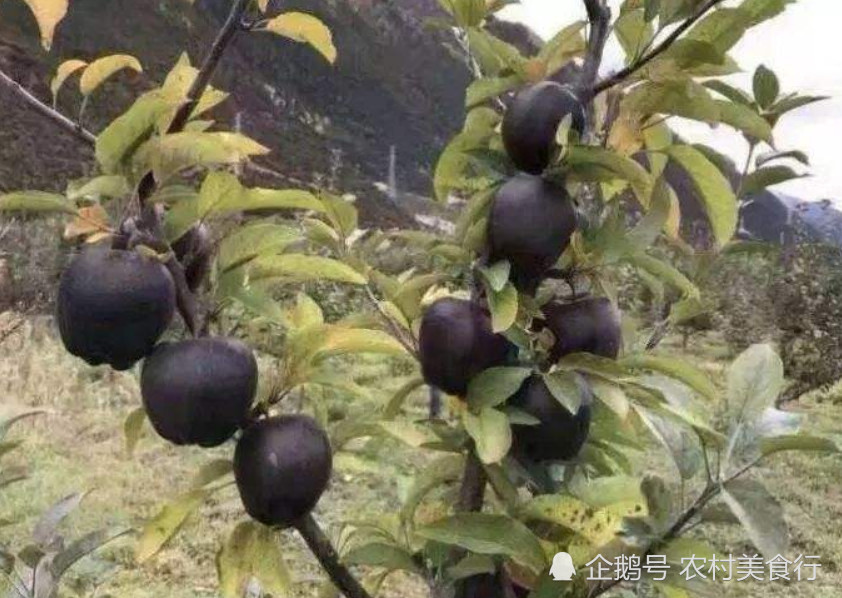 见识下苹果中的王者:一个黑苹果卖200元,果农