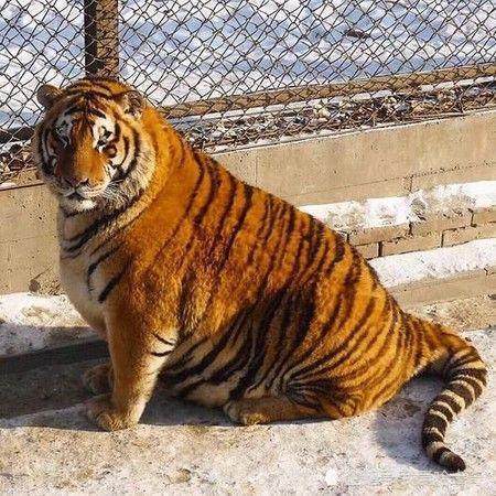 饲养员太宠爱老虎,每天喂50斤鲜肉,如今老虎的样子令人笑喷!