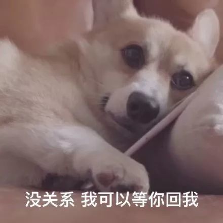 汪星人表情包对象不回你消息的时候过于真实了