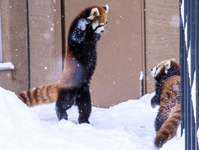 太吓人了!没想到小熊猫打架这么凶残!