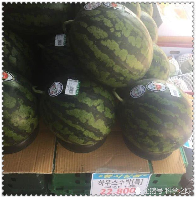 日本和韩国的水果很贵吗?他们真的买不起吗?