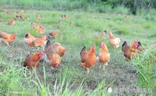我国第二大岛,资源丰富,美食极多,四大名菜样样