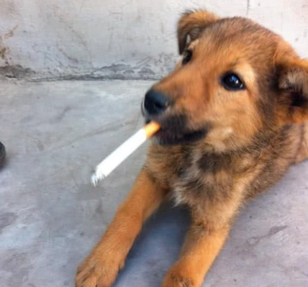 小土狗为博得主人开心，竟做出拟人化的事情，眼神堪称一大亮点