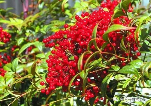 王维《相思》:红豆生南国，春来发几枝