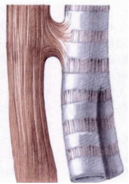 郴州1岁多幼儿肺炎频发不简单?食管与气管间