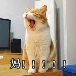【宠物】宠物搞笑表情包,怂成一团