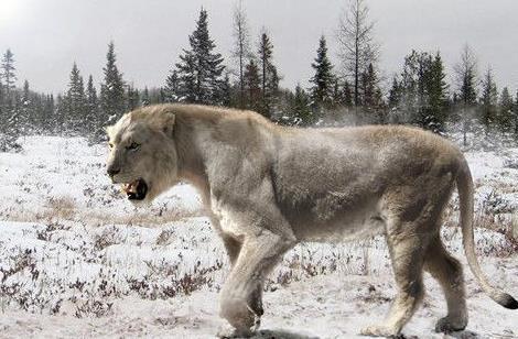 美洲拟狮,极可能是历史上曾经出现过的最大猫科动物