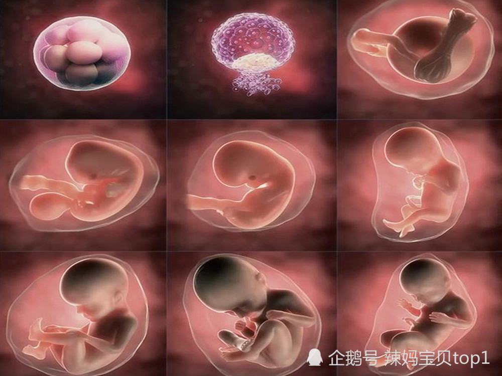 从精子到胎儿,真实呈现孕期胎儿发育整个全程