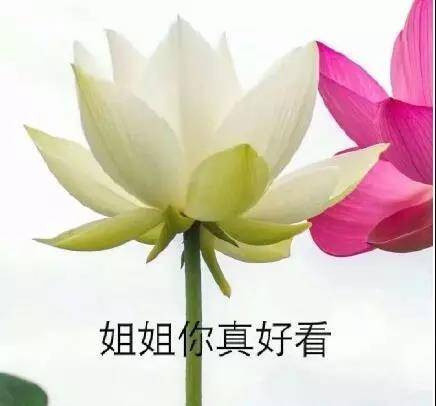 今日沙雕表情包:养生老年人必备"佛系"表情包!荷花得罪谁了!