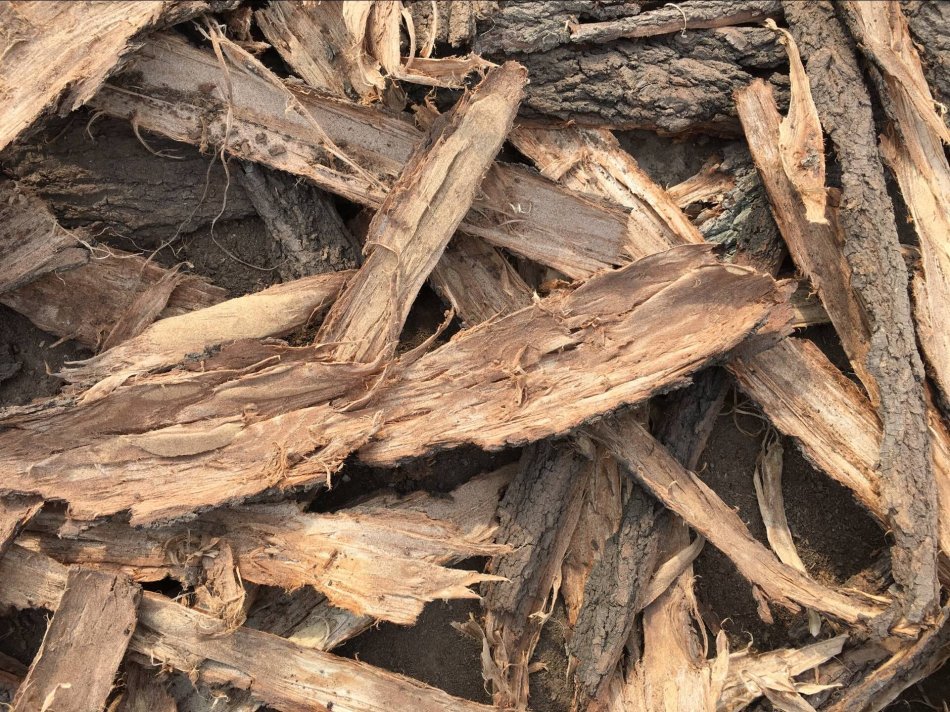 这树皮砸烂能做面条,曾是北方的救命粮,如今1