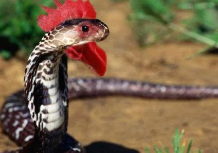 蒙古死亡蠕虫,流传于蒙古戈壁滩一带的巨型蠕