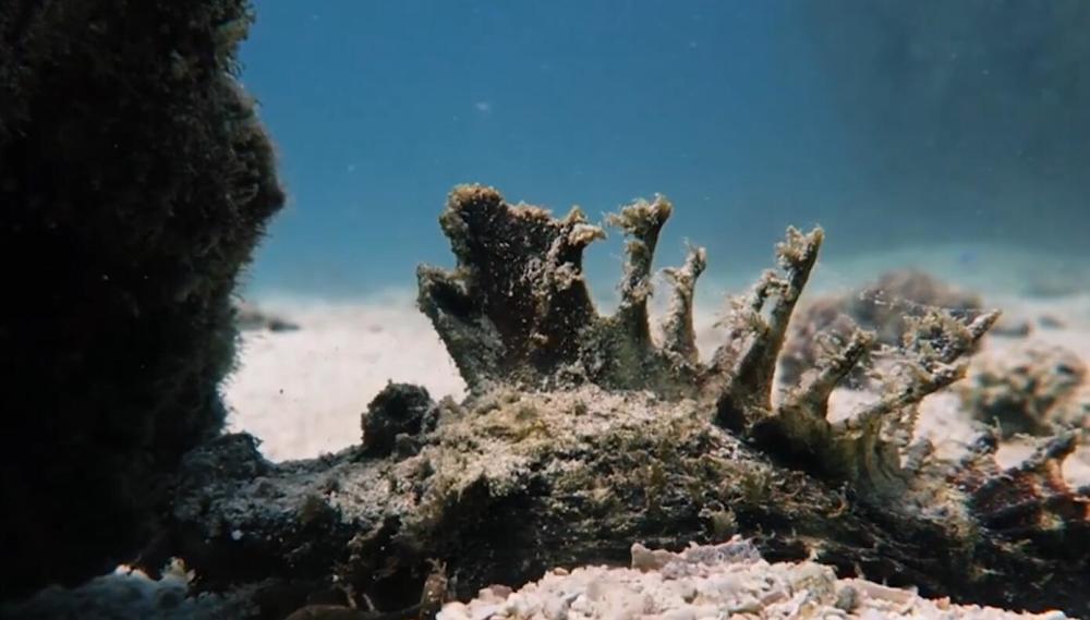 这种鱼是世界十大毒王之一,外表很丑,为何只有