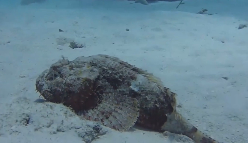 这种鱼是世界十大毒王之一,外表很丑,为何只有