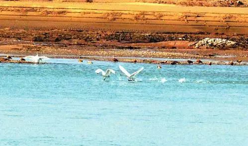 以下都是美图哦, ▲11月17日,河曲县城, 大量白天鹅和赤麻鸭在黄河边图片