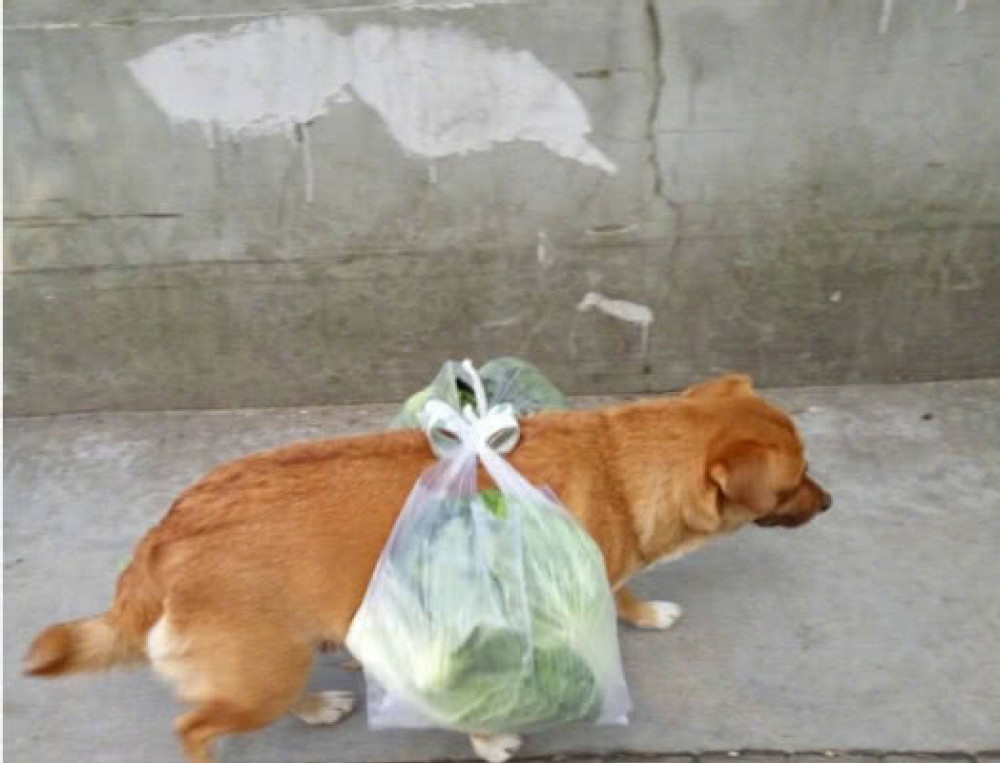 狗狗被主人带去买菜,回来时全身挂满东西,狗狗表示操