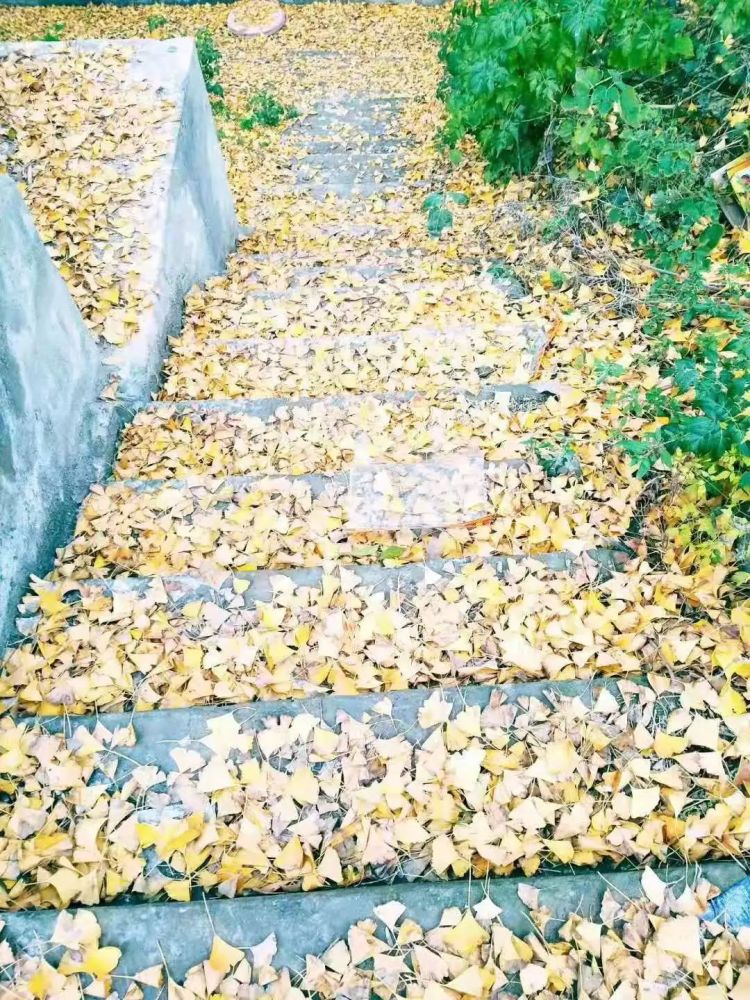 一岁岁草木枯荣,亳州这棵五百岁银杏树安好依