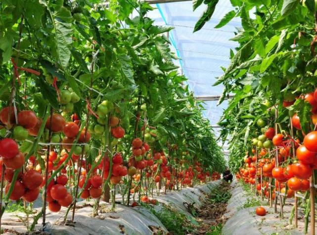 西红柿果实比较小和氮肥有关,也应该搭好架子,选择优良的品种!
