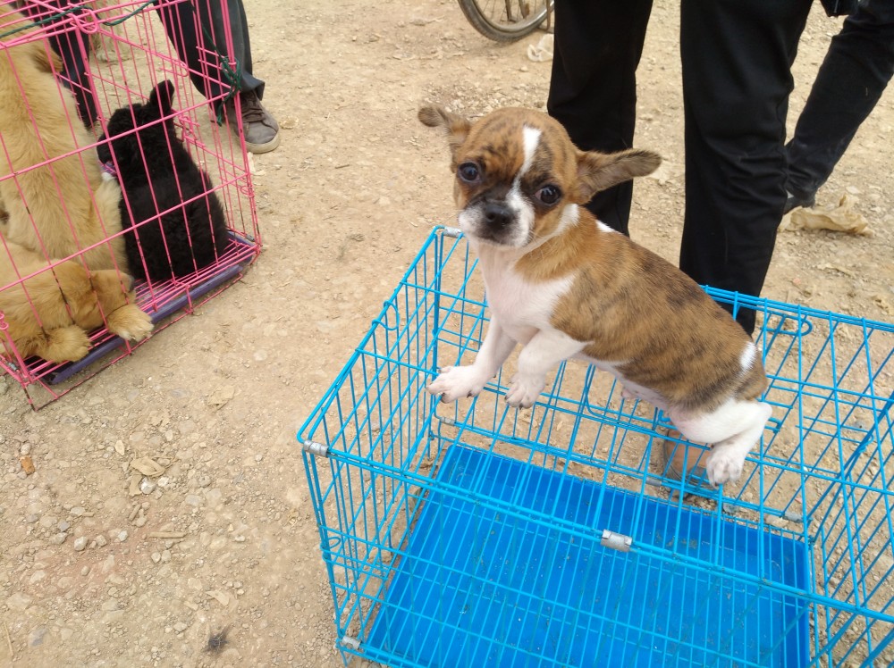斗牛犬和吉娃娃杂交的是什么?商贩弄巧成拙,培养"新物种"?