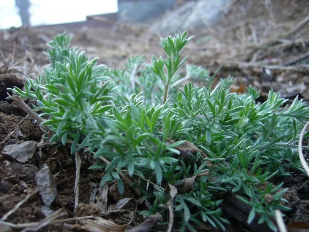 二月茵陈五月蒿这种野草是养肝第一药你吃了吗