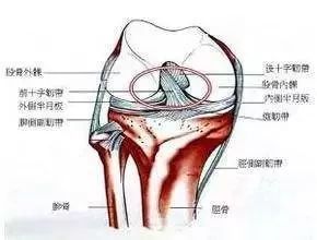 膝关节常见损伤特征总结