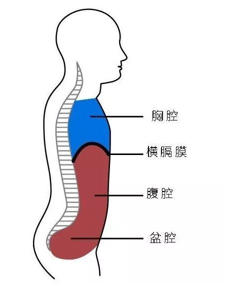 胸式呼吸和腹式呼吸究竟有什么不同,你知道的可能都不对