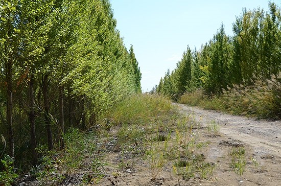 中国治理沙漠化,韩国人在此种植400万棵树,这